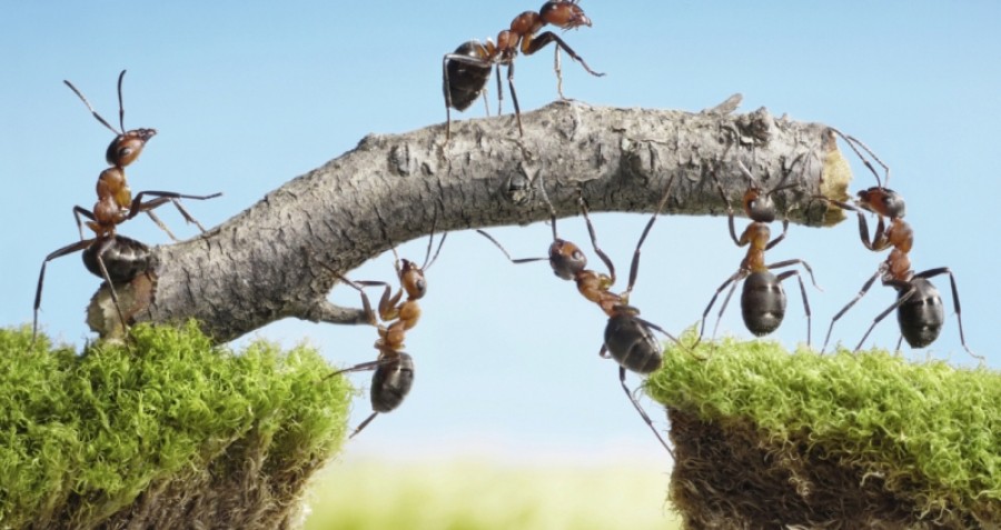 Is sociale innovatie slim?